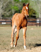 filly4